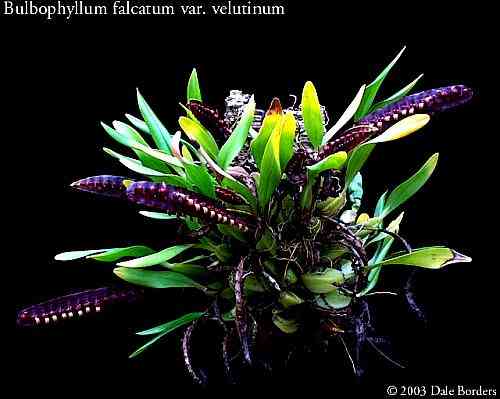 Bulbophyllum falcatum var. velutinum 